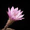 Flower echinopsis cactus on black