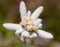 Flower edelweiss