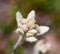 Flower edelweiss