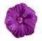 Flower eggplant lavatera, white isolated background with clipping path.