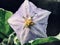 Flower of a eggplant with waterdrops