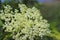 Flower of elderberry in the sun. A blue flower in droplets of dew on a blurred green background. Plants of the meadows of the regi