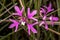 Flower of Elkhorns Clarkia