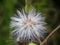 Flower of Emilia sonchifolia or Tempuh Wiyang