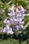 Flower of empress tree, paulownia tomentosa