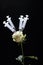 Flower empty syringe dark background