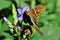 On the flower of Eranthemum pulchellum an Urbanus proteus butterfly