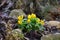 Flower Eranthis, South Bohemia