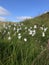 Flower. Eriophorum vaginatum L.