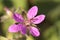 A flower of an erodium plant, wild plant of the Spanish Mediterranean