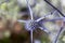 Flower of Eryngium caucasicum