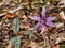 Flower Erythronium dens-canis