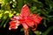 Flower Etlingera
