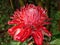 Flower Etlingera, torch ginger, ginger flower, red ginger lily, torch lily, wild ginger