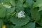 Flower of a Eurasian baneberry or herb Christopher Actaea spicata