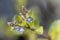 Flower of a European speedwell, Veronica beccabunga