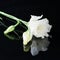 Flower eustoma on a black background