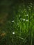 Flower fairy flax