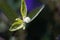 Flower of a false daisy or yerba de tago plant, Eclipta alba