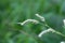 Flower of a false waterpepper, Persicaria hydropiperoides