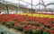 Flower farm