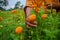 A flower farmer woman picking marigold flowers using by hand. Collecting marigold flowers