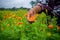 A flower farmer woman picking marigold flowers using by hand. Collecting marigold flowers