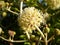 Flower of the Fatsia Japonica in Full Bloom