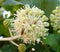 Flower of the Fatsia Japonica with a House Fly Musca domestica Fly