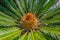 Flower of female Sago palm
