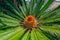 Flower of female Sago palm