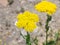 Flower of Fernleaf yarrow or Achillea filipendulina macro, selective focus, shallow DOF