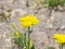 Flower of Fernleaf yarrow or Achillea filipendulina macro, selective focus, shallow DOF