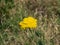 Flower of Fernleaf yarrow or Achillea filipendulina macro, selective focus, shallow DOF