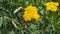 Flower of Fernleaf yarrow or Achillea filipendulina macro, selective focus, shallow DOF