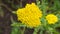 Flower of Fernleaf yarrow or Achillea filipendulina macro, selective focus, shallow DOF