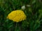 Flower of Fernleaf yarrow or Achillea filipendulina macro, selective focus, shallow DOF