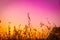 Flower field again beautiful sunset sky turn shade of pink yellow colorful moment background