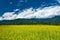 flower field with beautiful cloudscape