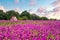 Flower field of beautiful wild purple mallow and small chapel