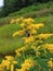 Flower in field with bee & x28;Wisconsin wildlife south& x29;