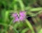 Flower field carnation