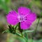 Flower field carnation. Small pink flower field carnation