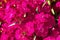 Flower field of dianthus telstar
