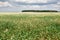 Flower field, flowering buckwheat and forest far on the horizon, beautiful bright sky with clouds, beautiful summer landscape