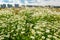 The flower field and multi-storey buildings