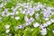 Flower field of nemophila maculata