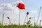 Flower of field poppy on tall stalk against the sky