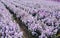 Flower field. purple and pink flowers. Marguerite.