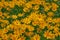 flower field, vibrant yellow tickseed plant close up
